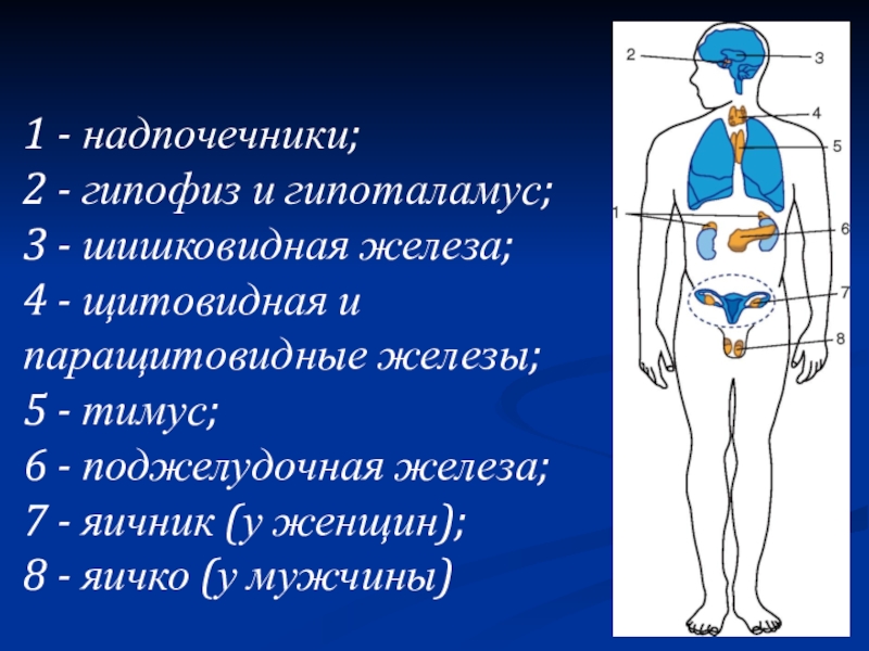 Доклад по теме Паращитовидные железы