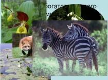 Урок - презентация Сохраним богатство живого мира.