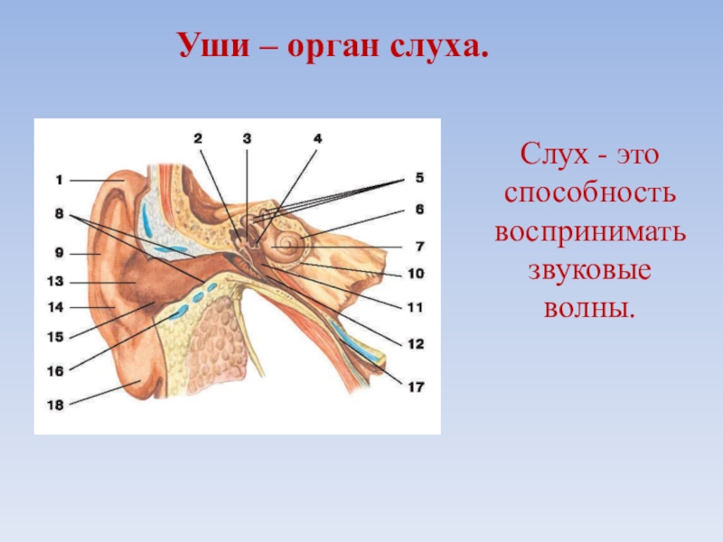 Органы чувств орган слуха