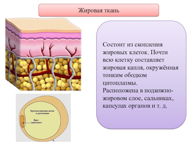 Презентация на тему жировая ткань