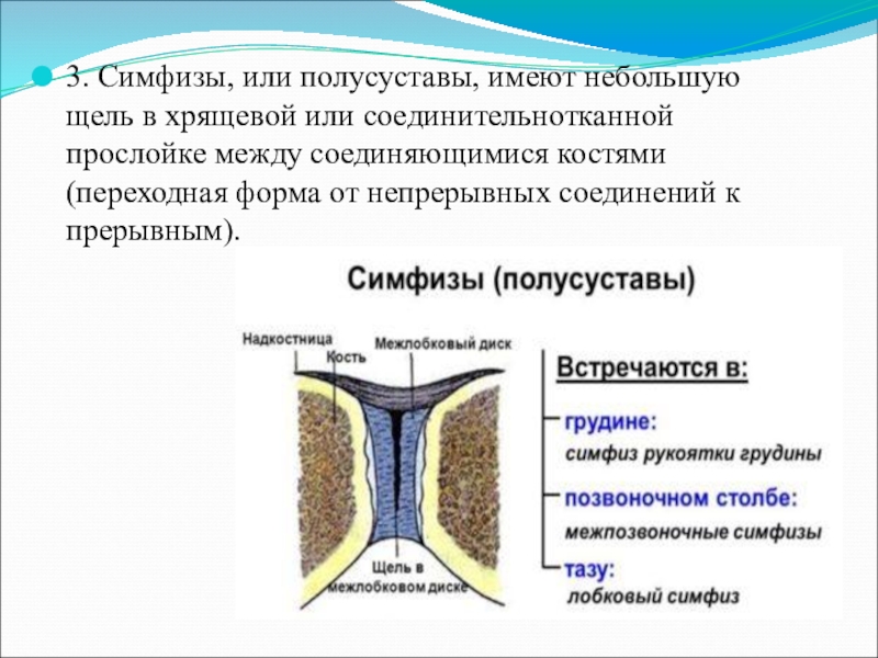 3. Симфизы, или полусуставы, имеют небольшую щель в хрящевой или соединительнотканной прослойке между соединяющимися костями (переходная форма