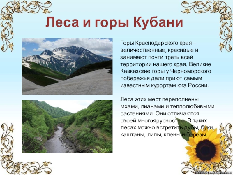 Раза главная. Моя малая Родина Кубань проект. Рассказ о Краснодарском крае. Краснодарский край презентация. Презентация моя Кубань.