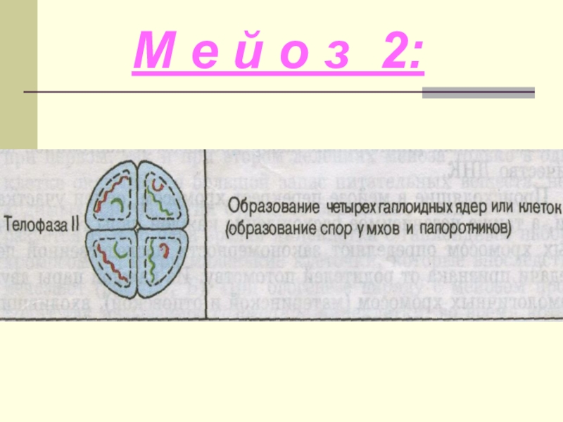 Деление гаплоидных клеток. Формирование гаплоидных ядер. Образование двух гаплоидных ядер. Образование 4 гаплоидных ядер. Телофаза 2 образование гаплоидных ядер.