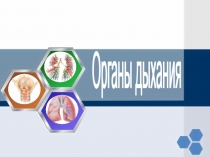 Презентация по биологии на тему Органы дыхания