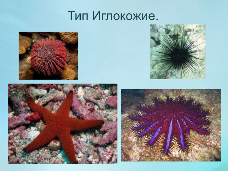 Тип иглокожие. Царство иглокожие. Иглокожие Echinodermata. Выделительная система иглокожих 7 класс. Тип иглокожие выделительная система.