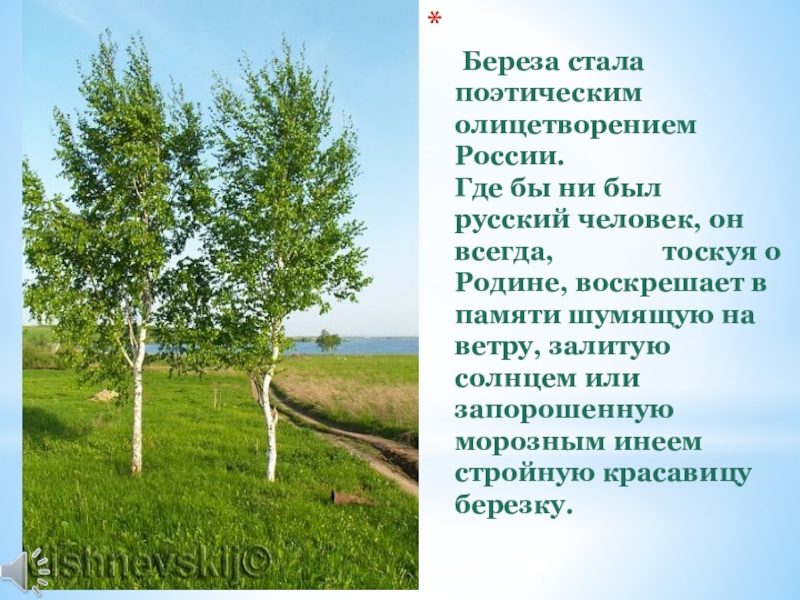 береза является символом россии. неофициальные символы россии береза. стала береза. береза символ россии. стала береза.