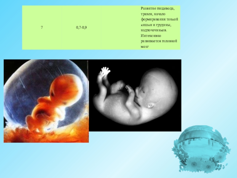 Внутриутробное развитие организма развитие после рождения. Основные этапы внутриутробного развития. Внутриутробное развитие человека презентация. Внутриутробный период человека. Где происходит внутриутробное развитие человека.