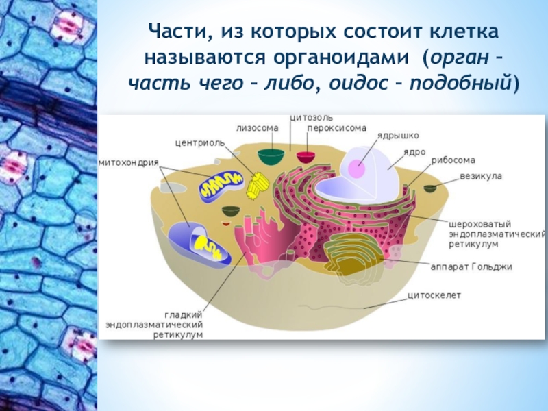 Лист бумаги состоит из клеток. Из чего состоит клетка. Название частей клетки. Из чего состоит клетка человека. Части клетки называются.