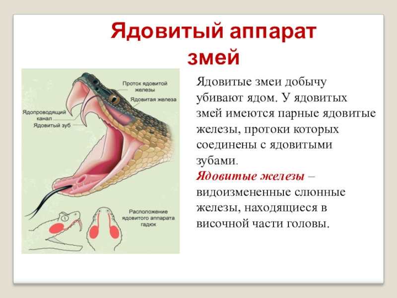 Презентация змеиный яд