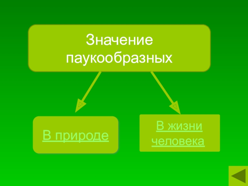 Паукообразные в природе и жизни человека. Значение паукообразных. Значение паукообразных в природе и жизни человека. Значение пауков в природе. Роль паукообразных в жизни человека.