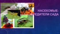 Насекомые- вредители сада.