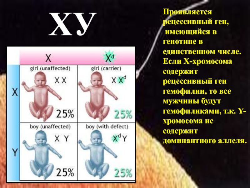 Генетика пола презентация