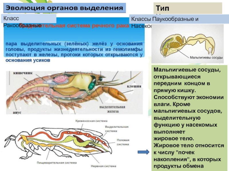 Выделительная система животных рисунок