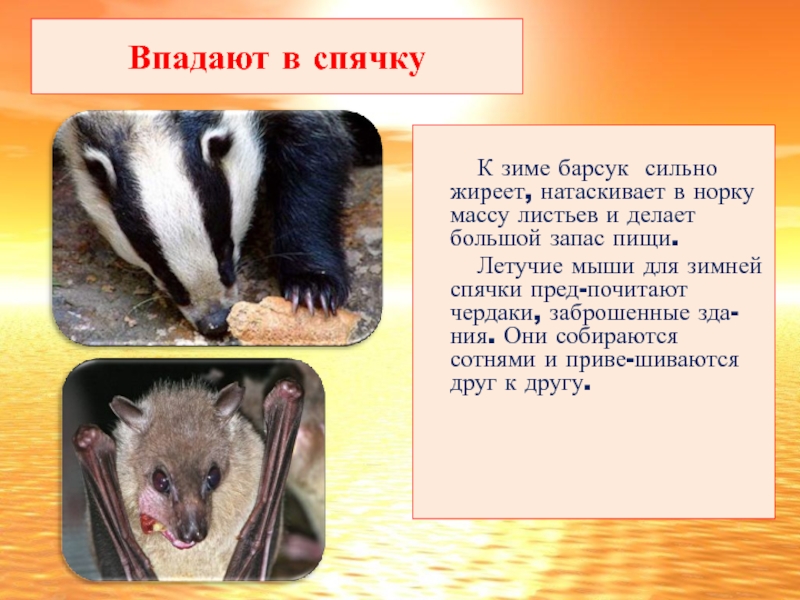 Животное которое впадает в спячку зимой. Мыши впадают в спячку зимой. Сурок в спячке. Летучие мыши впадают в зимнюю спячку. Мыши впадают в спячку зимой.