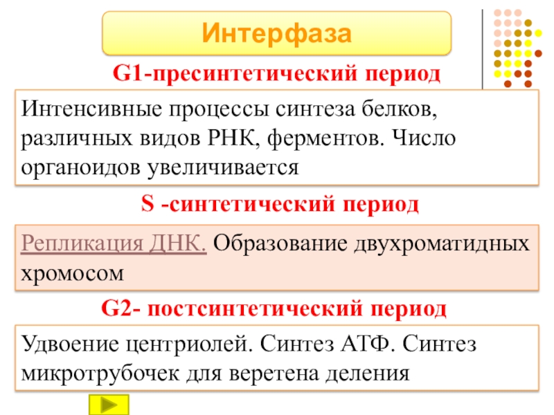 Синтетический период. Пресинтетический период g1. Пресинтетический период процессы. Постсинтетический период g2. Процессы синтетического периода интерфазы.