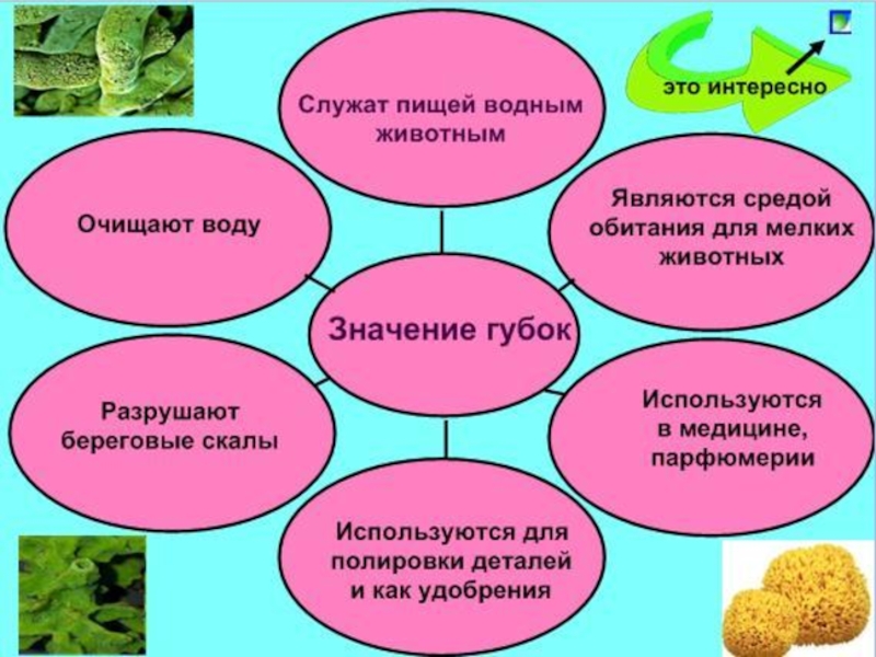 Биология 7 класс тип губки презентация