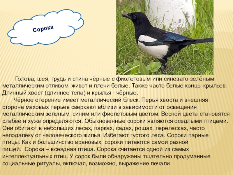 Что означает сорока. Описание сороки. Информация о Сороке. Сорока краткое описание. Сорока описание птицы.