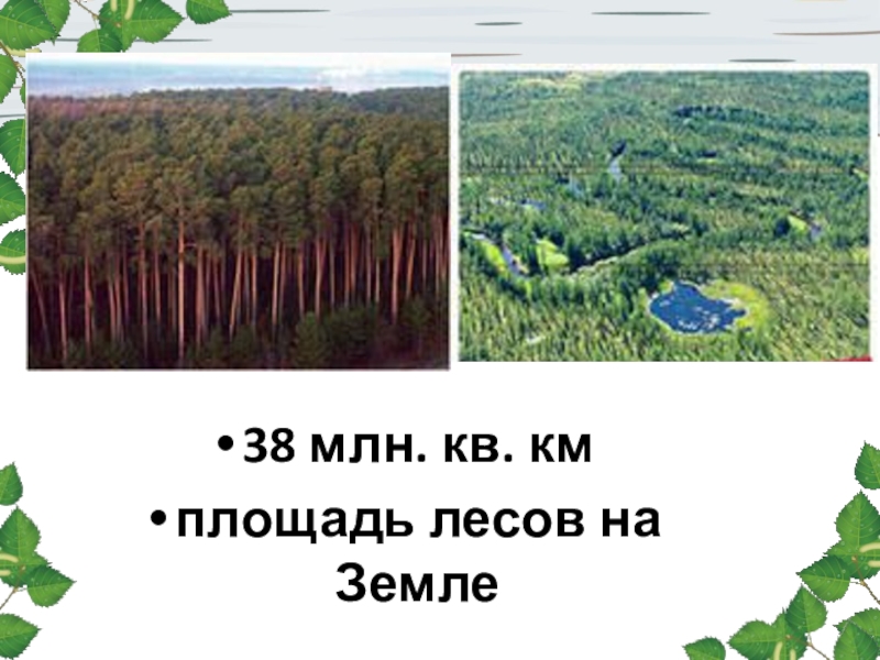 Площадь лесного. Общая площадь лесов. Площадь лесов на земле. 1 Квадратный километр размер леса. Лес с площадью 3 км.