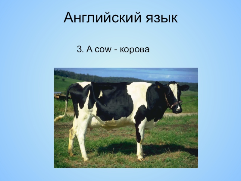 Корова по английски. Корова на английском. Корова по английскому языку. Корова транскрипция. Карточки по английскому корова.