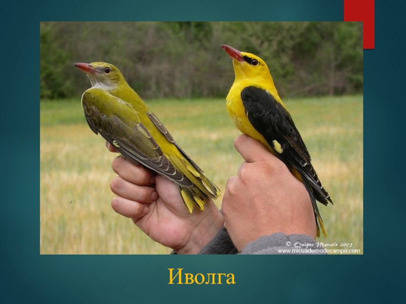 Иволга 6. Иволга Перелетная. Иволга описание. Иволга птица описание. Сообщение о Иволге.