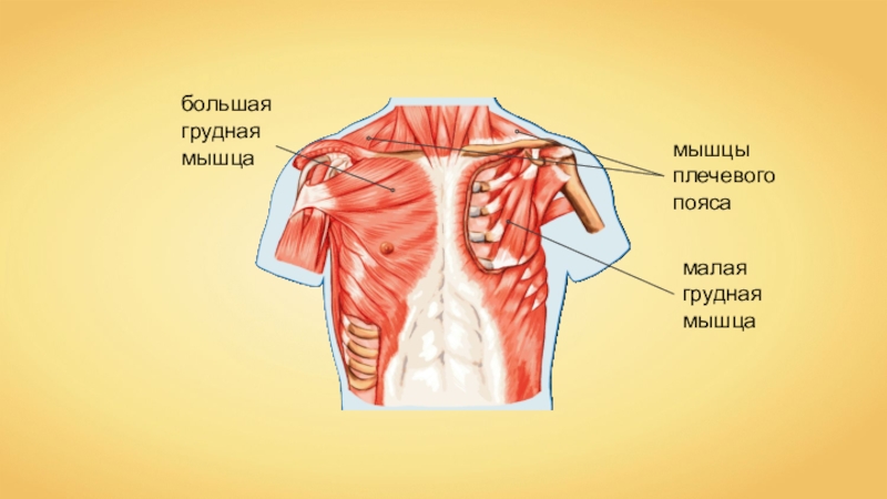 Большая грудная мышца фото