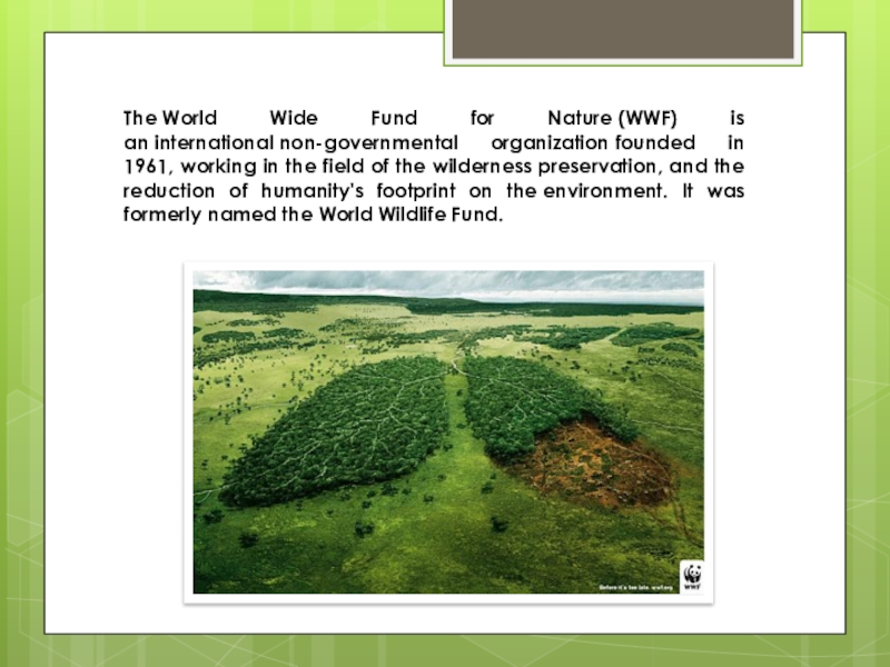 The world wildlife fund is an organization. Проект на английском языке о WWF.