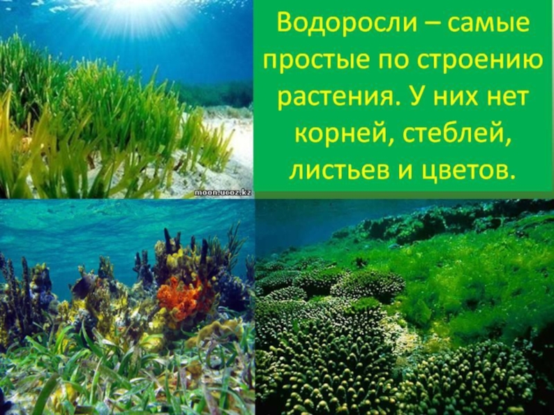 Картинки водоросли 3 класс