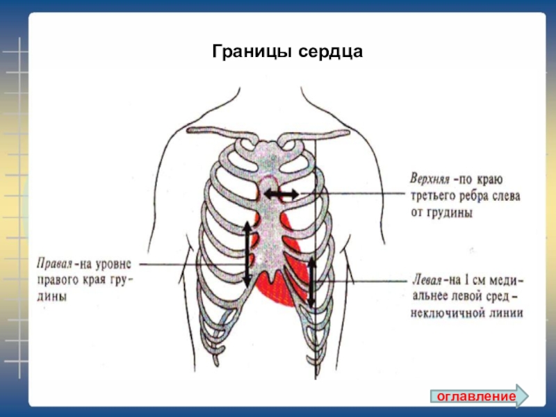 Границы сердечной. Границы сердца. Левая граница сердца. Границы расположения сердца. Границы сердца анатомия.