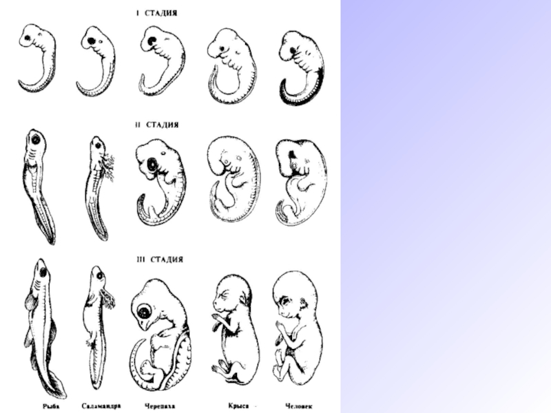 Наличие хвоста у зародыша человека на ранней. Эмбриологические доказательства эволюции биология 11 класс. Эмбриологические доказательства таблица. Эмбриологическое сходство ранних стадий развития зародышей. Эмбрионы позвоночных доказательства эволюции.