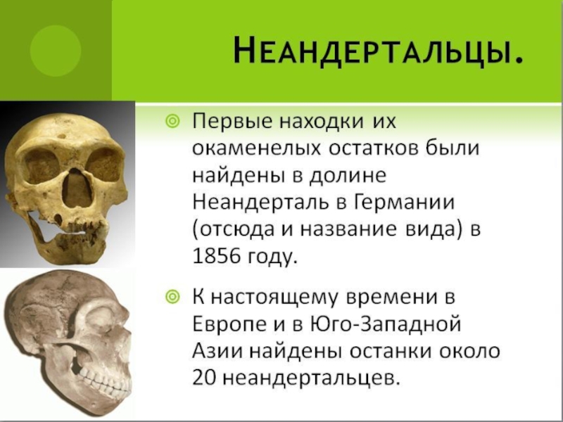 Появление человека разумного презентация 11 класс