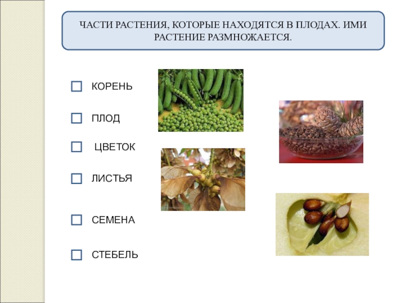 Плоды корень. Части растениякаторые находятся в плодах. Части растения которые находятся в плодах ими растение размножается. Часть растения которое находится в плодах. Часть растения в которой находятся семена.