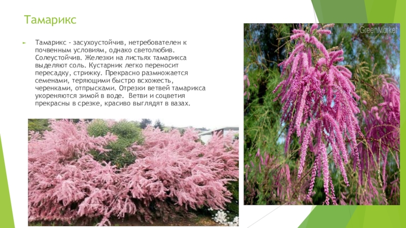 Цветок тамарикс фото и описание