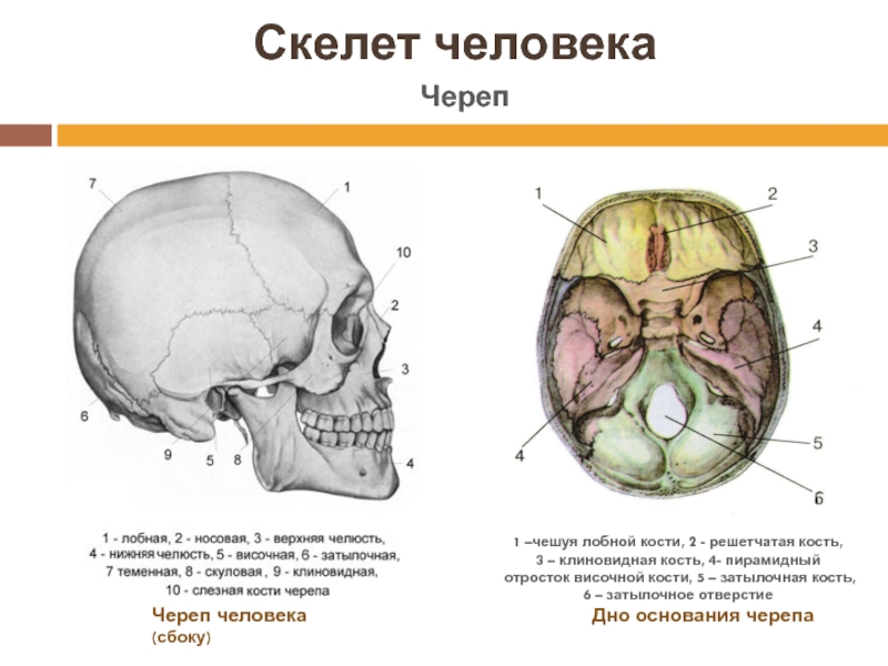 Изменения решетчатой кости