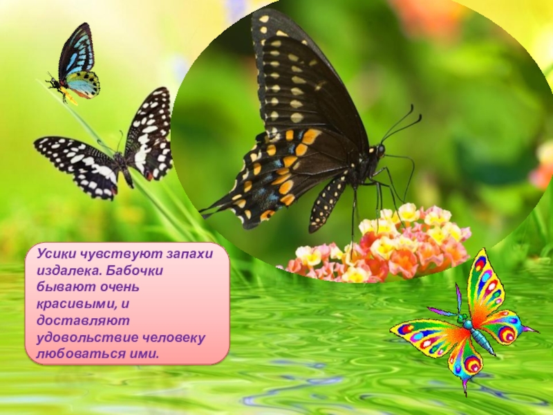 Бабочки фото с названиями для детей окружающий мир