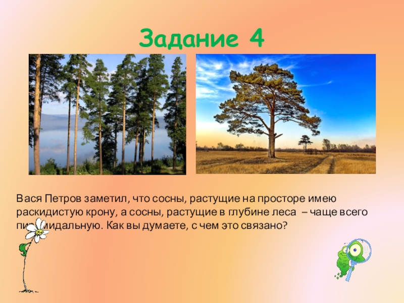 В каких природных сообществах выросли сосны изображенные на рисунках