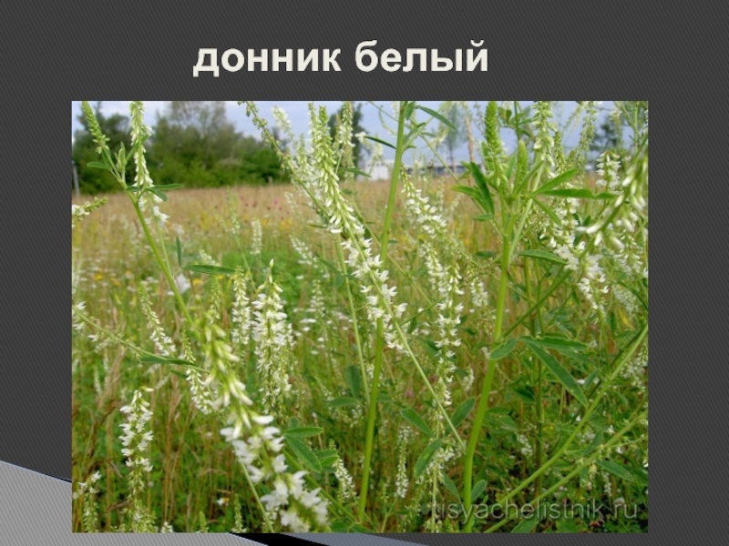 Р”РѕРЅРЅРёРє Р±РµР»С‹Р№ Melilotus Albus