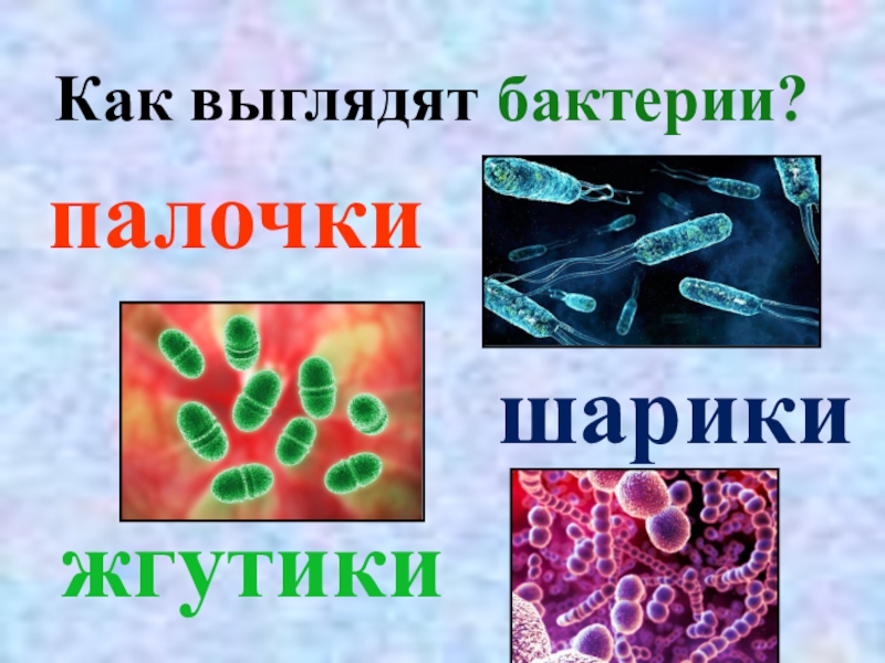 3 микроба. Презентация на тему микробы. Бактерии презентация. Проект на тему бактерии. Микробы презентация для начальной школы.