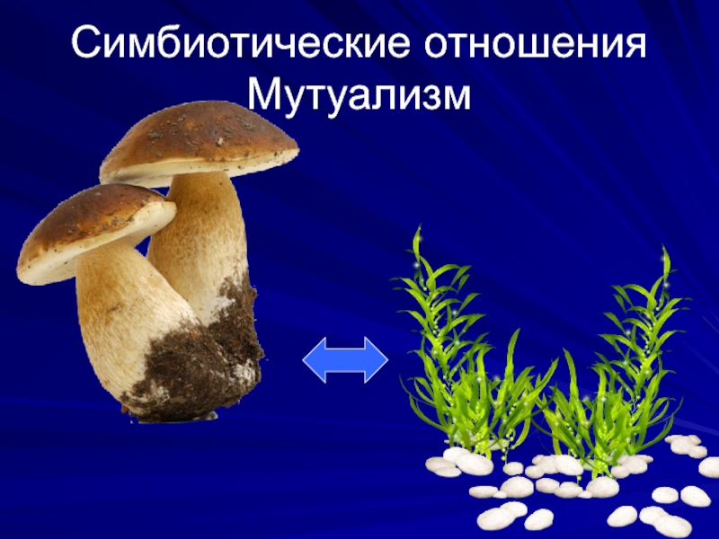 Симбиотические отношения. Симбиотические отношения мутуализм. Симбиоз между. Симбиотическая связь.