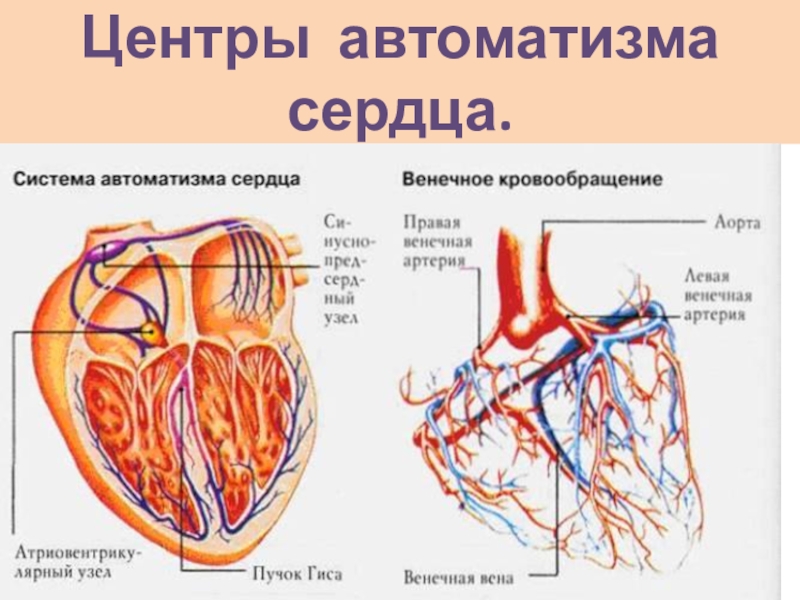 Схема работы сердца