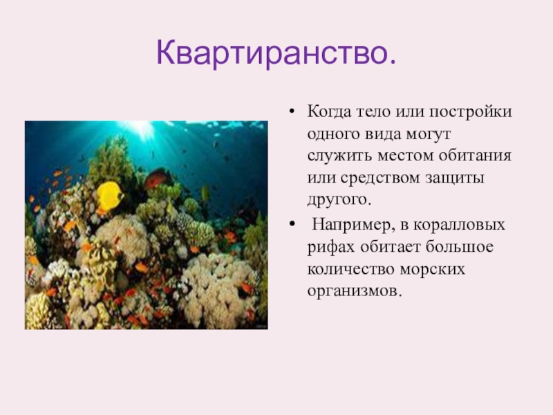 Квартиранство тип взаимоотношений. Комменсализм синойкия. Комменсализм нахлебничество квартиранство. Комменсализм квартиранство. Взаимодействия организмов квартиранство.