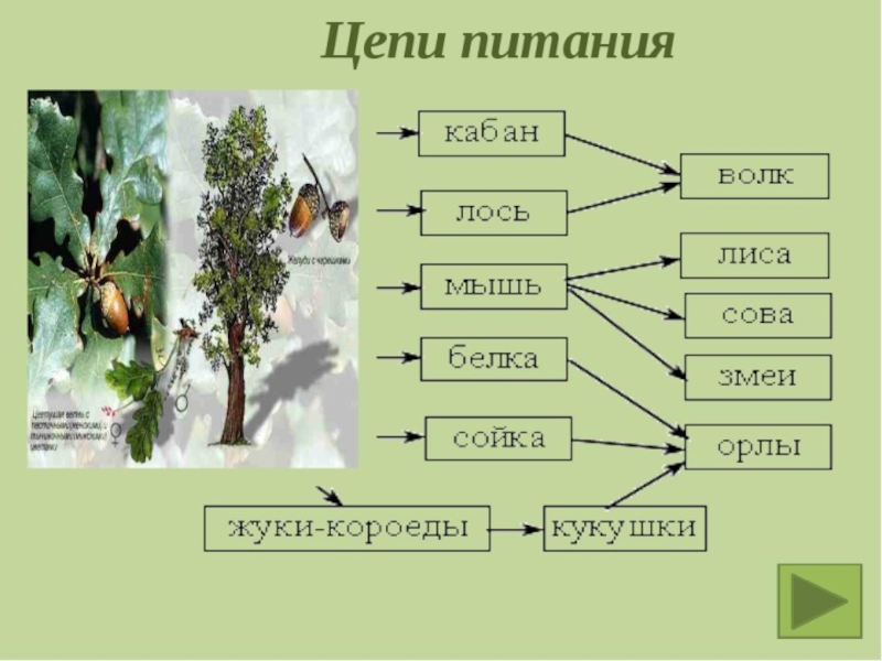 Примеры связи растений и животных 2 класс. Схема цепи питания характерной для леса. Цепь питания лесного сообщества Оренбургской области. Пищевые цепи питания в еловом лесу. Пищевая цепь лиственного леса.