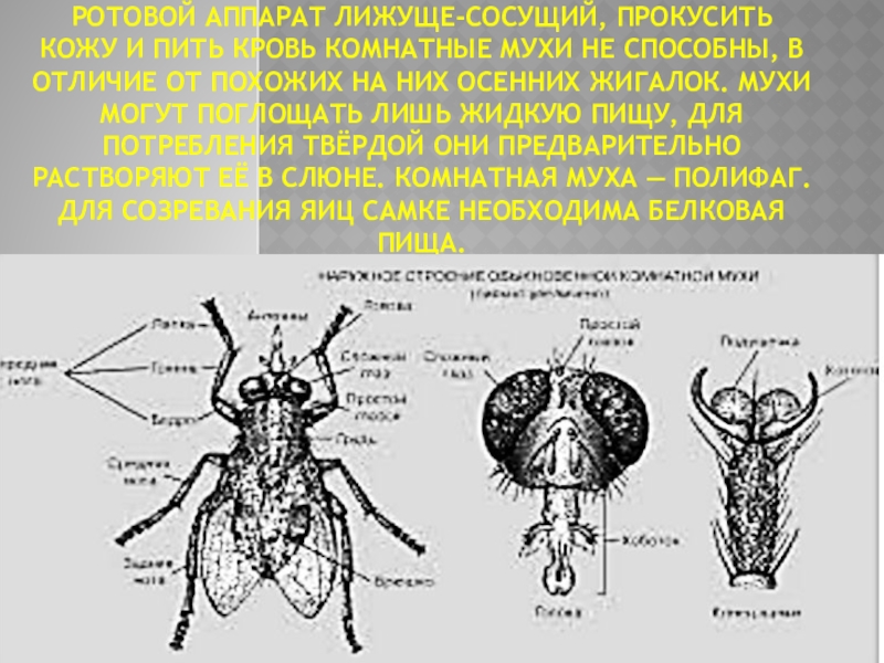 Ротовые органы мухи