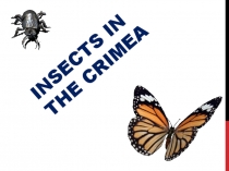 Конкурсная работа по английскому языку. Шеремецкая Анастасия. Куртназаров Джамиль