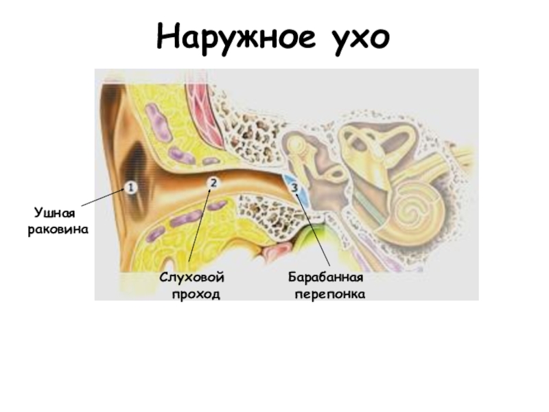 Наружное ухо картинка