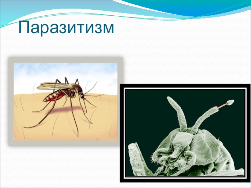 Паразитизм картинки для презентации