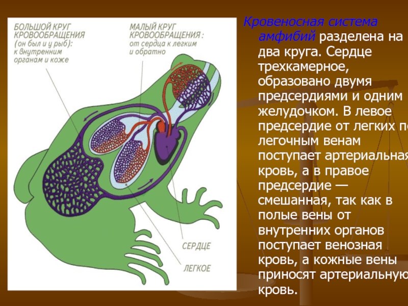 Рисунок кровеносной системы земноводных