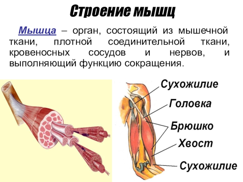 Строение мышцМышца – орган, состоящий из мышечной ткани, плотной соединительной ткани, кровеносных сосудов и нервов, и выполняющий