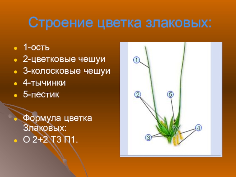 Схема цветка злаки