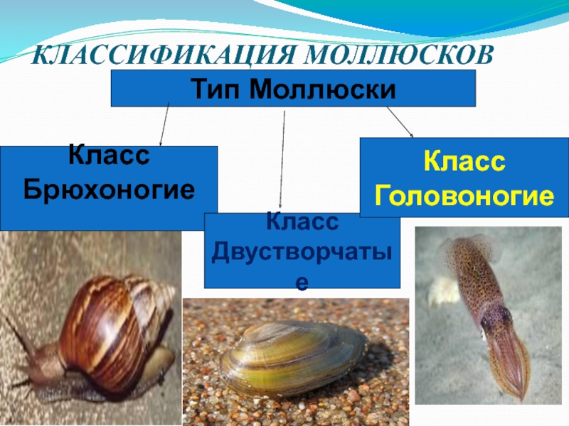 Презентация на тему моллюски 7 класс по биологии