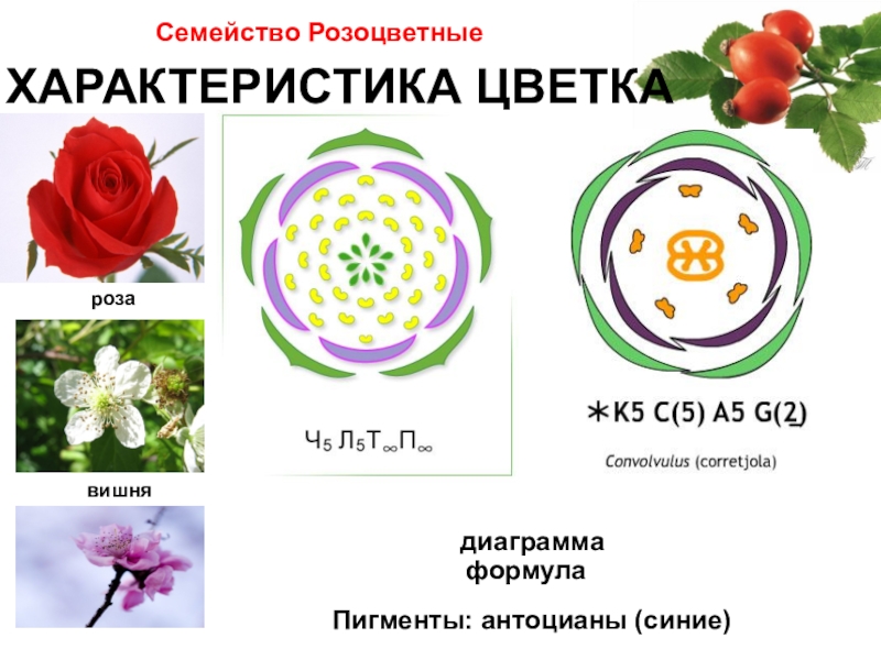 На рисунке изображен цветок растения семейства пасленовые сложноцветные розоцветные крестоцветные